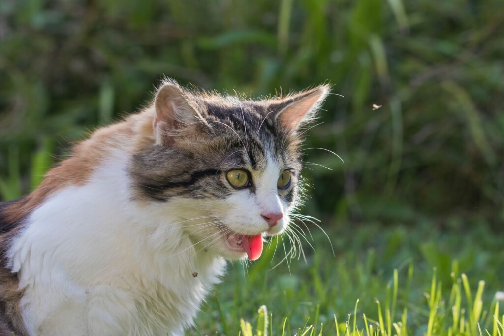 Un chat atteint de cardiomyopathie hypertrophique a des diffultés respiratoires