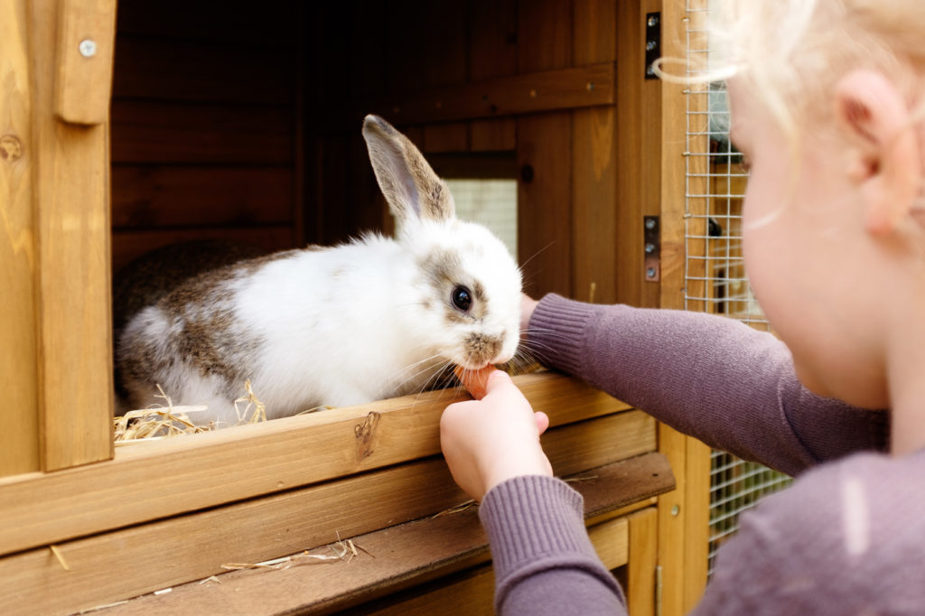 une fillette et un lapin