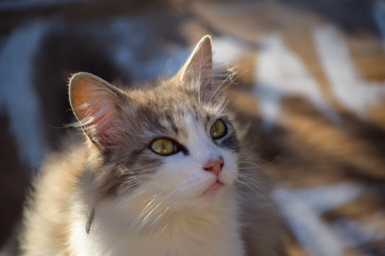 chat et traitement à l'huile de coco