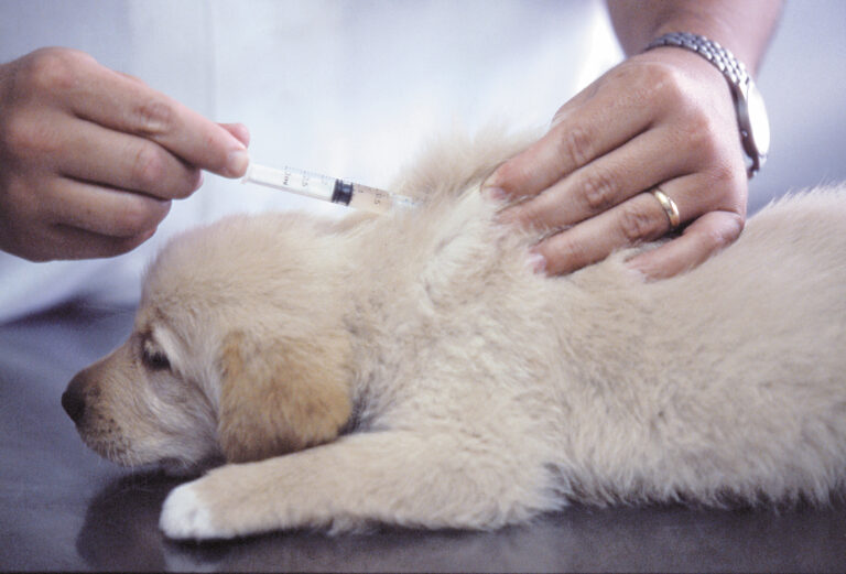 Un chiot est vacciné contre la maladie de Carré