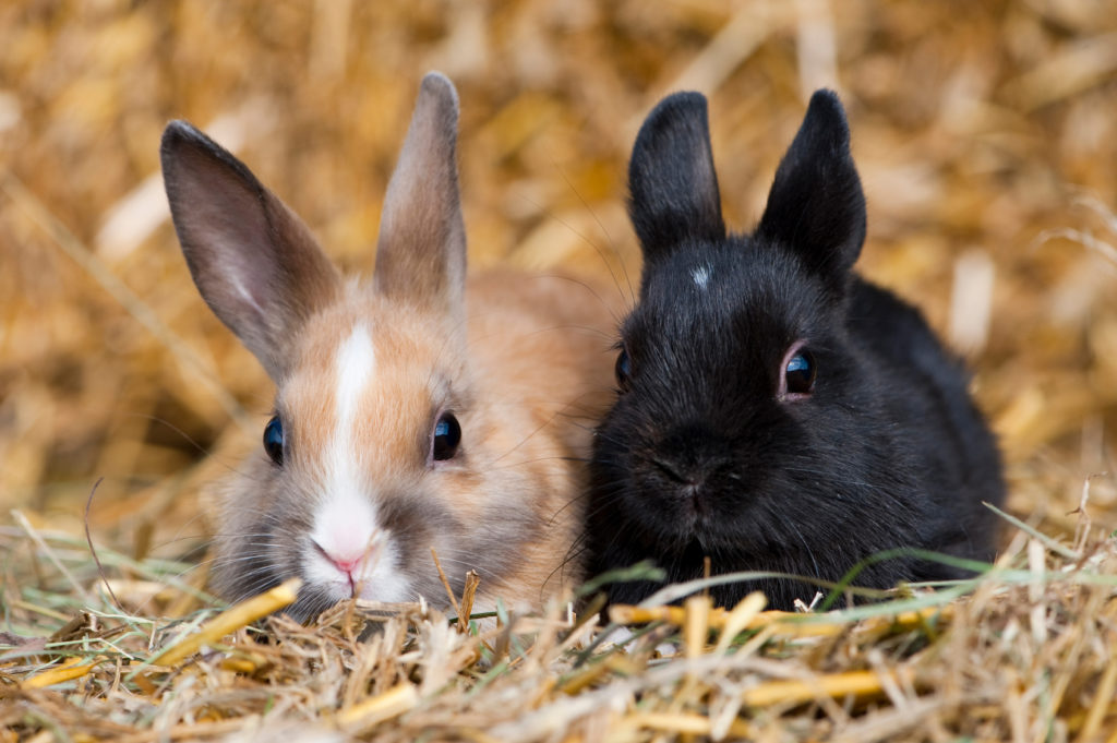 deux lapins dans le foin