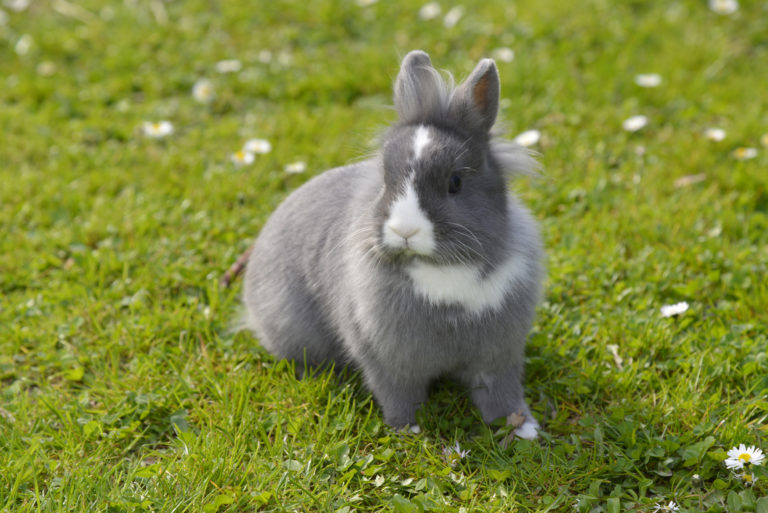 lapin bicolore dans l'herbe