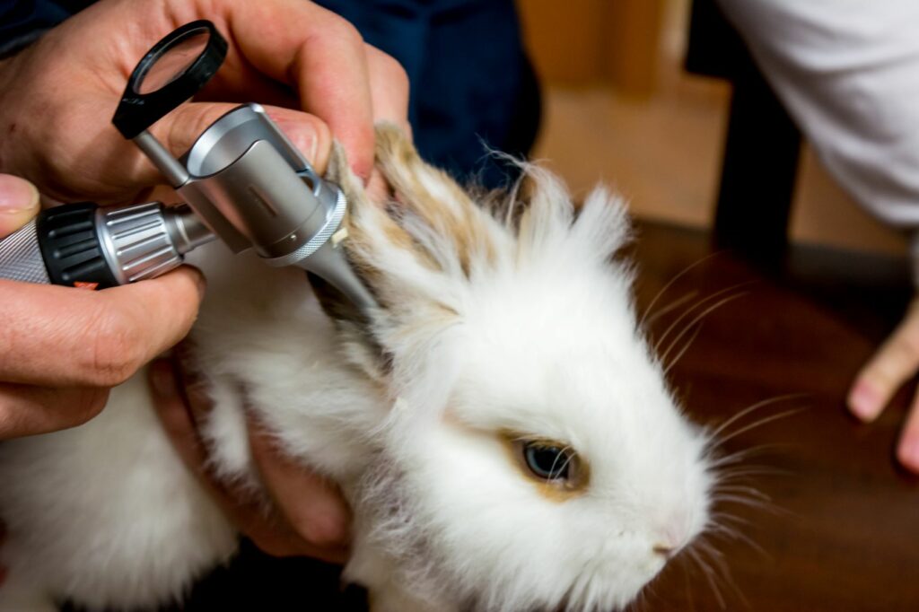 lapin atteint de coryza chez le vétérinaire