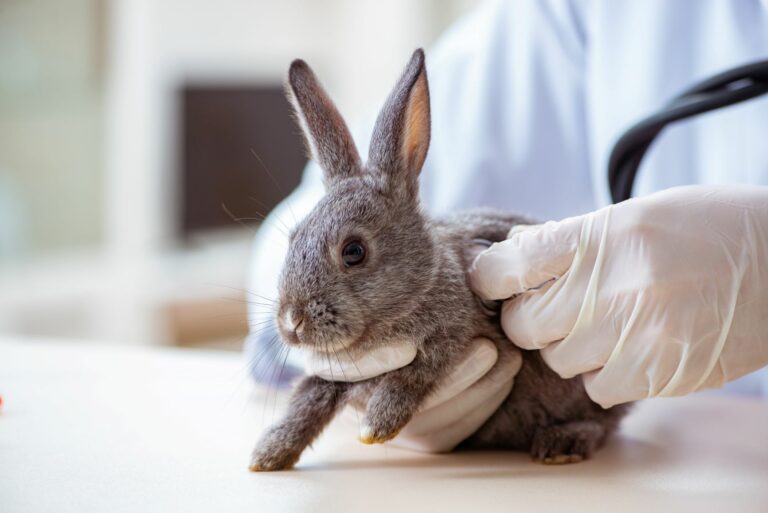 Un lapin atteint de coryza est ausculté.