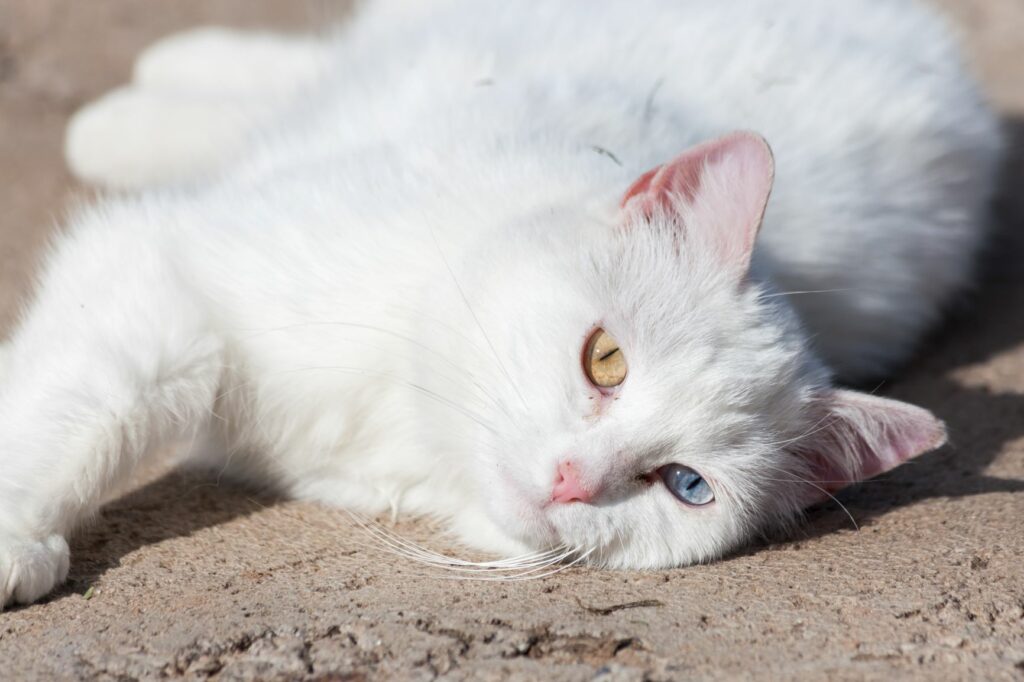 un chat blanc sous le soleil