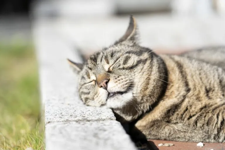 un chat bronze au soleil