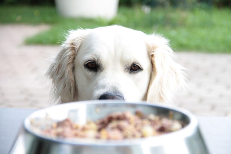 golden retriever et nourriture