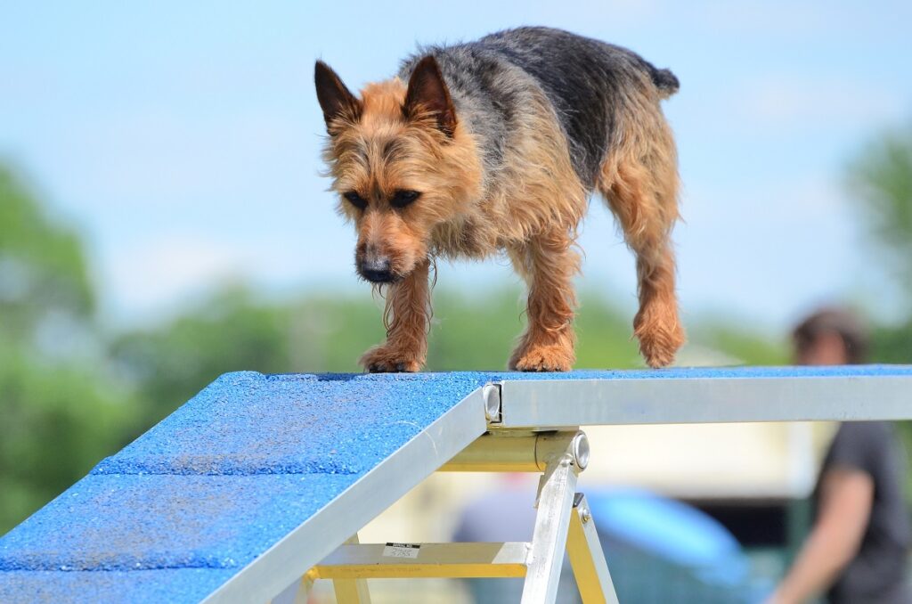 un terrier australien fait du sport