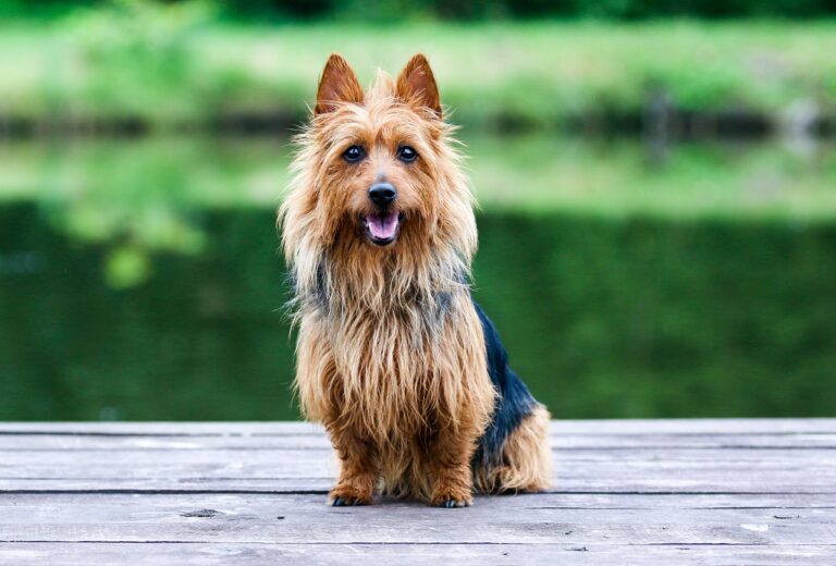 un terrier australien bicolore