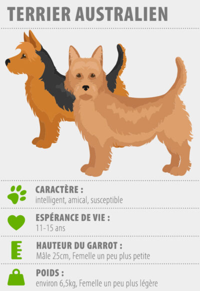infographie sur le terrier australien