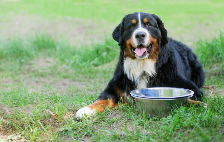 bouvier bernois et alimentation