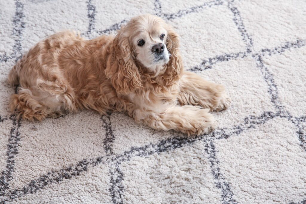 un cocker allongé sur un tapis