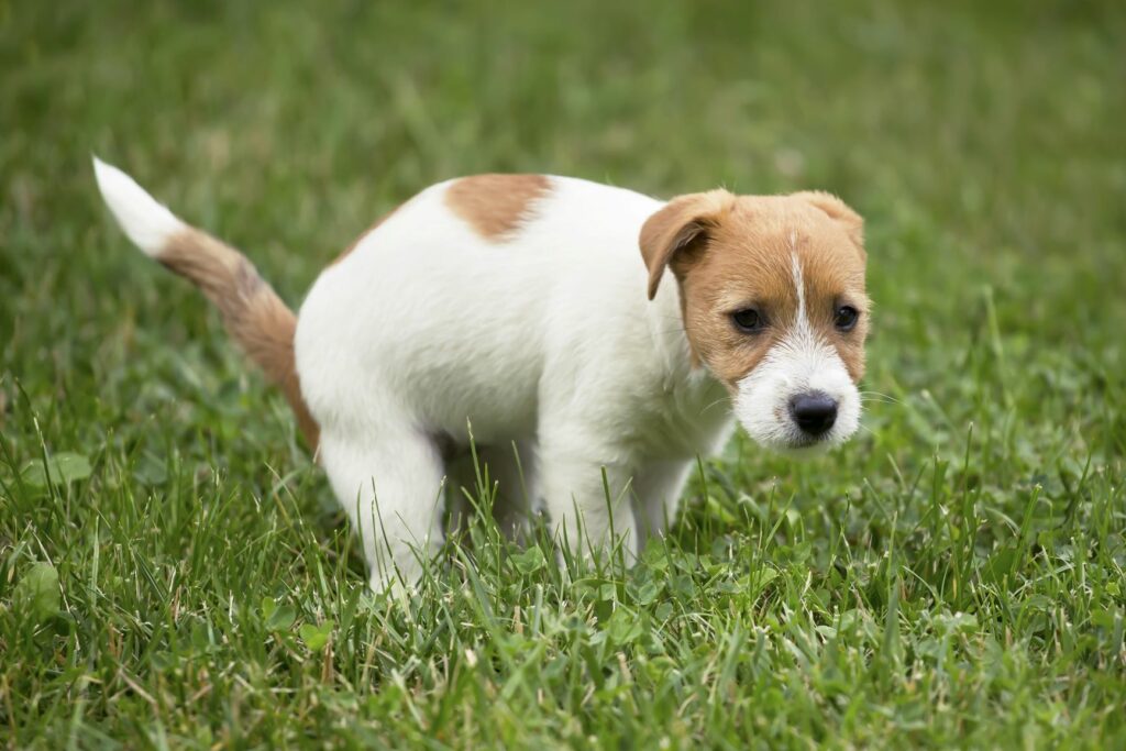 Un chiot apprend la propreté dans l'herbe