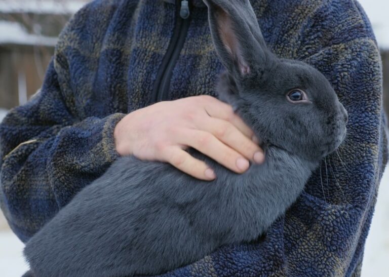 un lapin bleu de Vienne