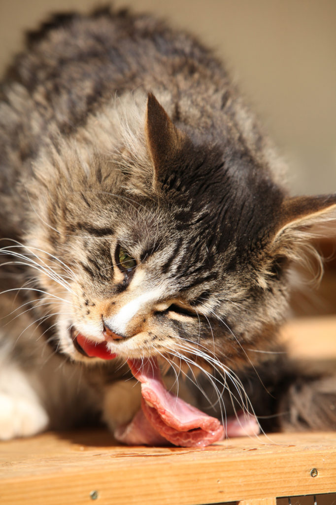 un chat mange de la nourriture barf
