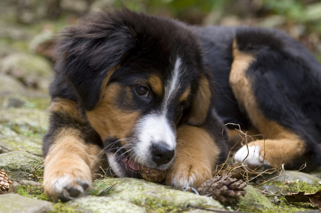 chiot bouvier bernois qui mache une pomme de pin