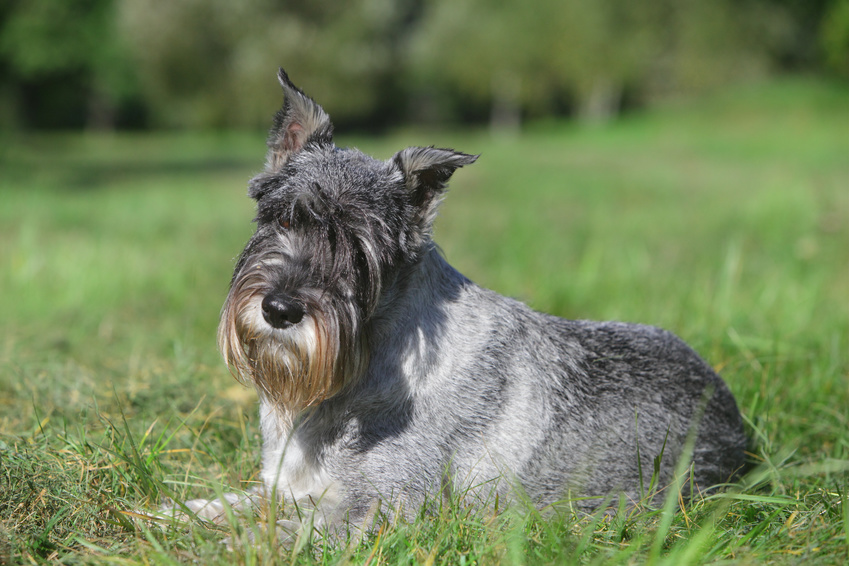 un chien schnauzer moyen gris