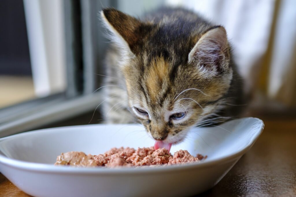 un chaton pleine croissance mange