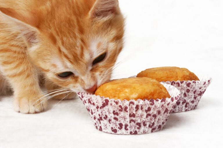 un chat et deux petits gâteaux