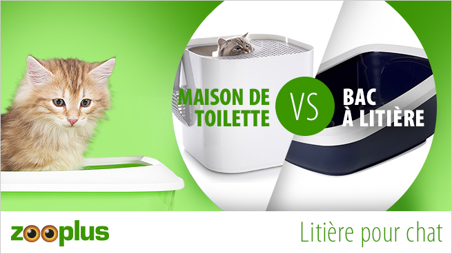 chat et litières