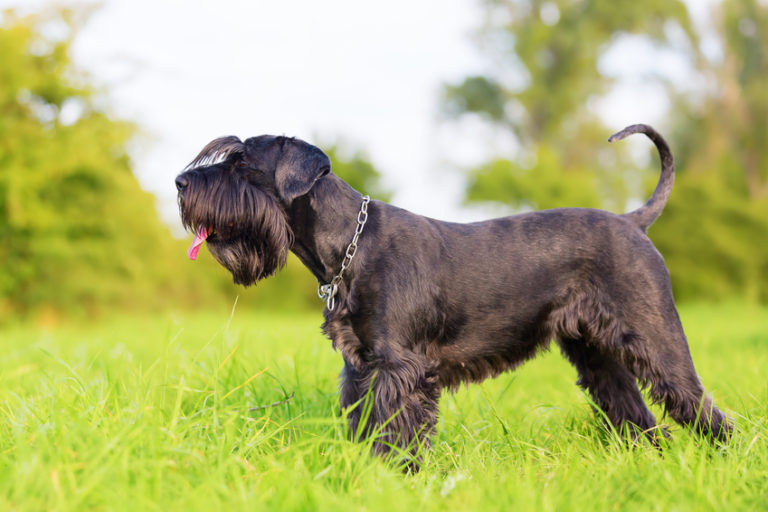 schnauzer moyen