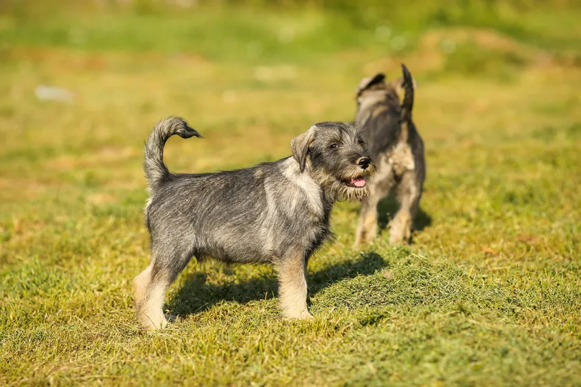 deux chiots schnauzer moyen