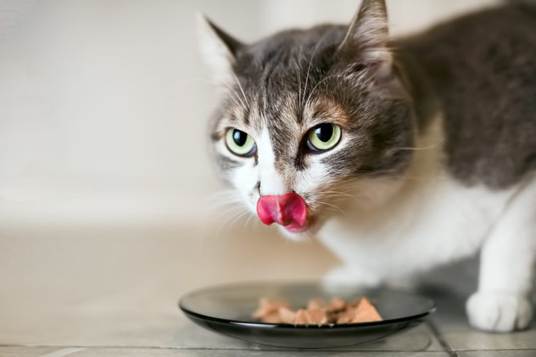 un chat mange de la nourriture sans céréales
