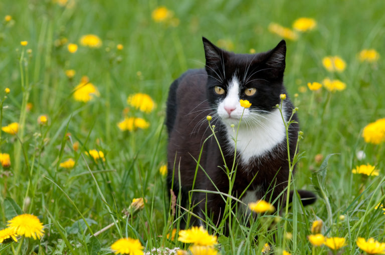 chat, herbes hautes et tiques