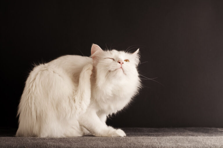 un chat se gratte à cause d'acariens