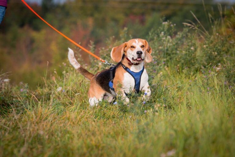 chien et mantrailing