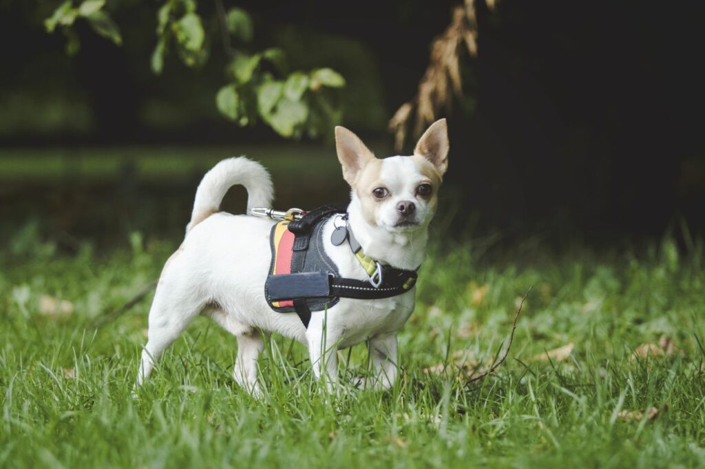 un petit chien fait du mantrailing