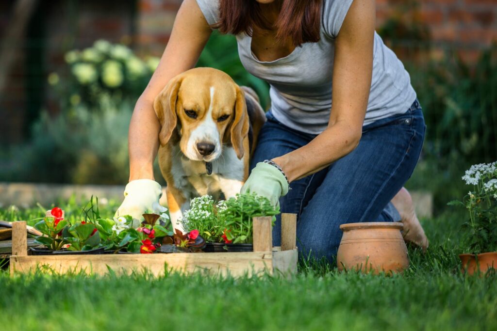un chien et sa maitresse jardinent