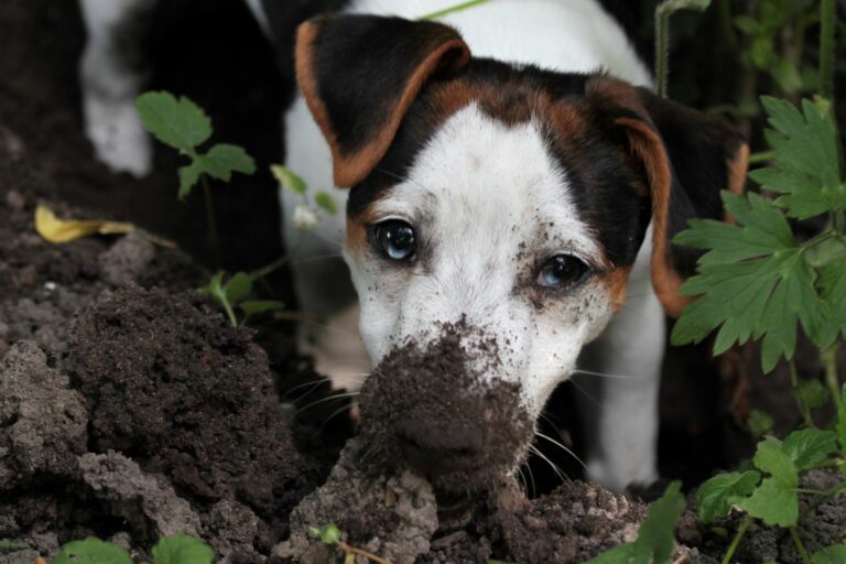 un chien creuse dans la terre