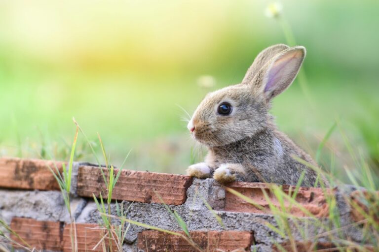 Un lapin s'appuie sur un muret