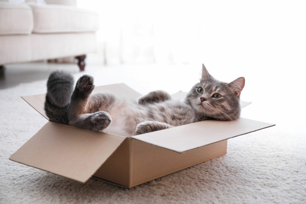 un chat couché dans un carton