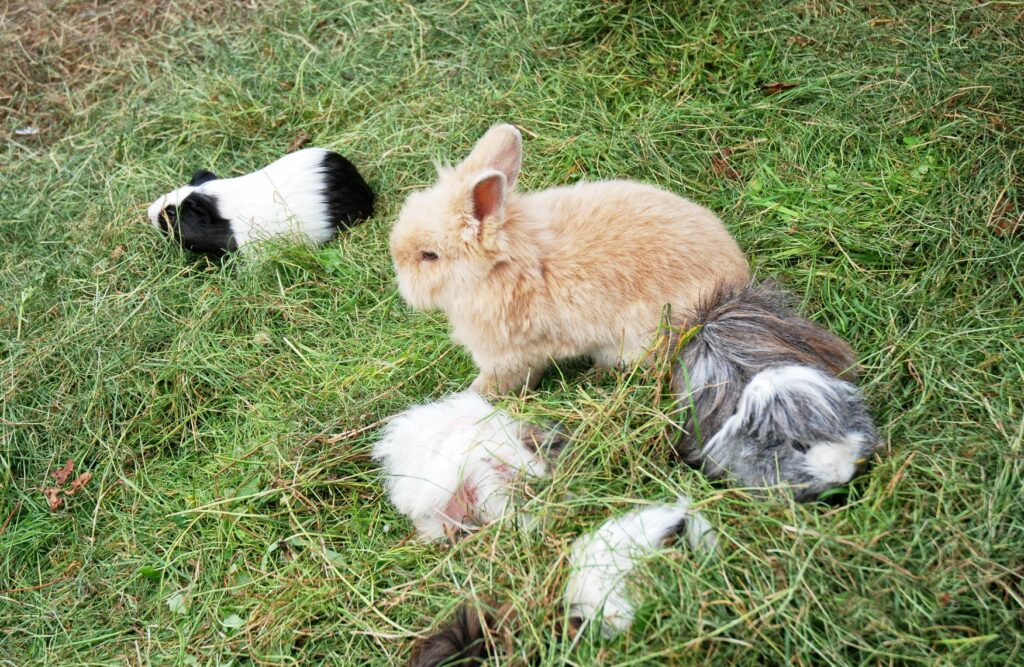 lapins et cochon d'inde