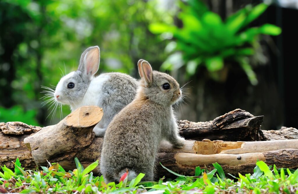 deux lapins jouent sur un tronc