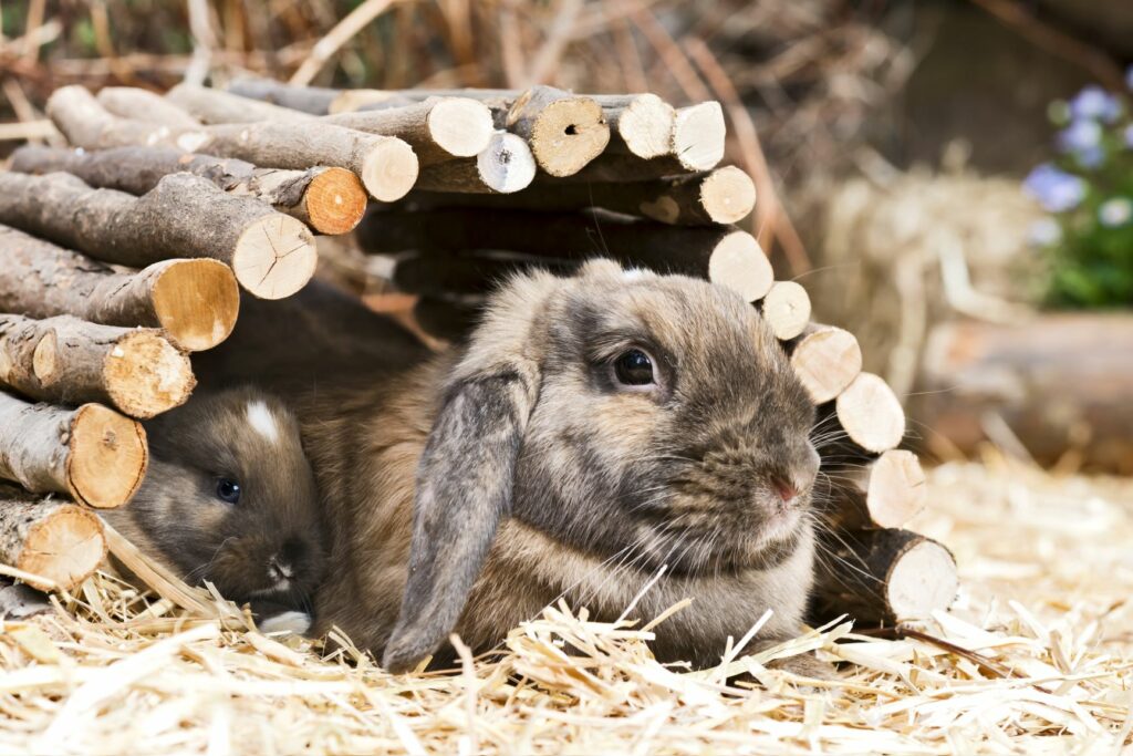 un lapin dans un tunnel en bois