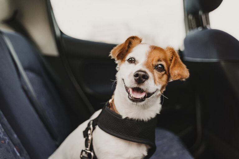 chien en voiture