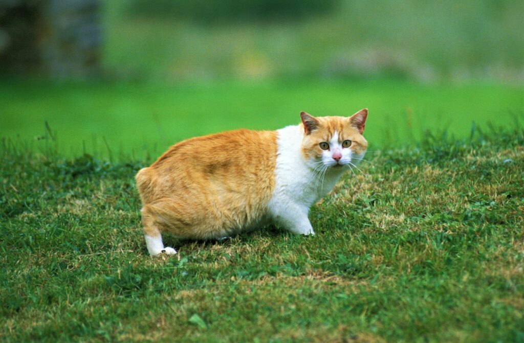 un chat de race Manx roux