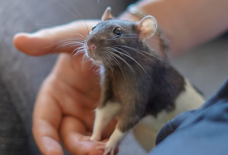 un rat sur la main de son maître