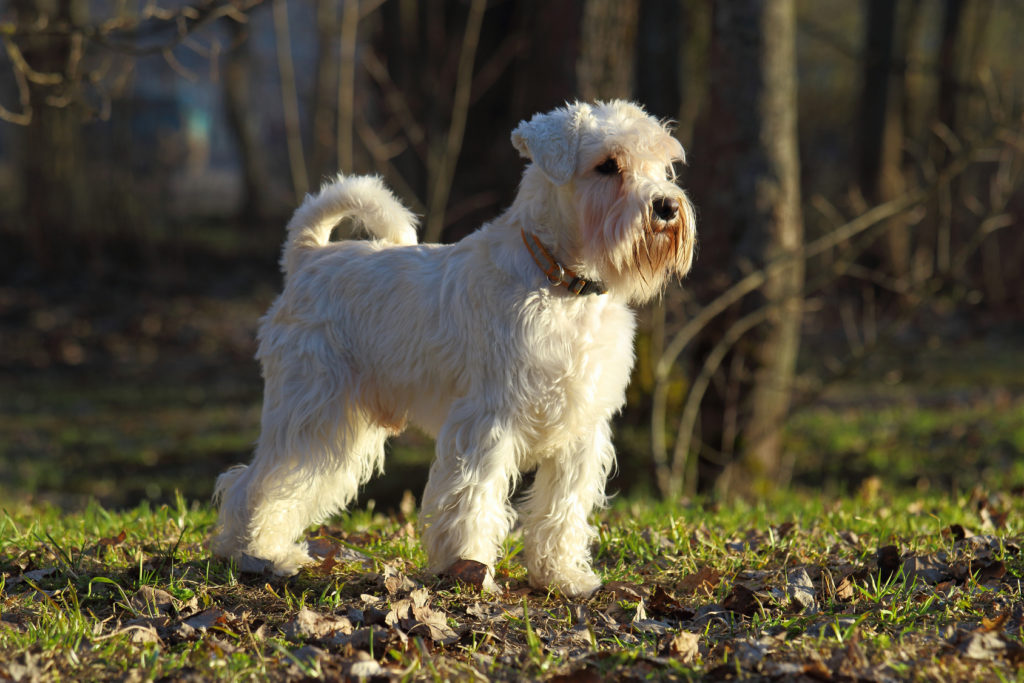 schnauzer nain blanc