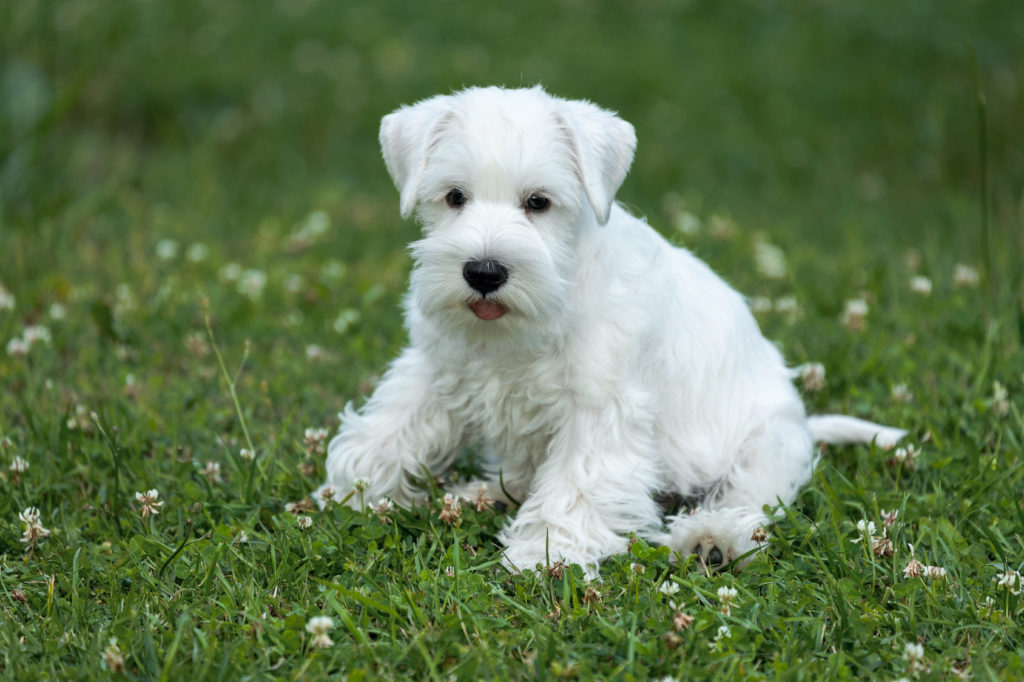 chiot schnauzer nain blanc