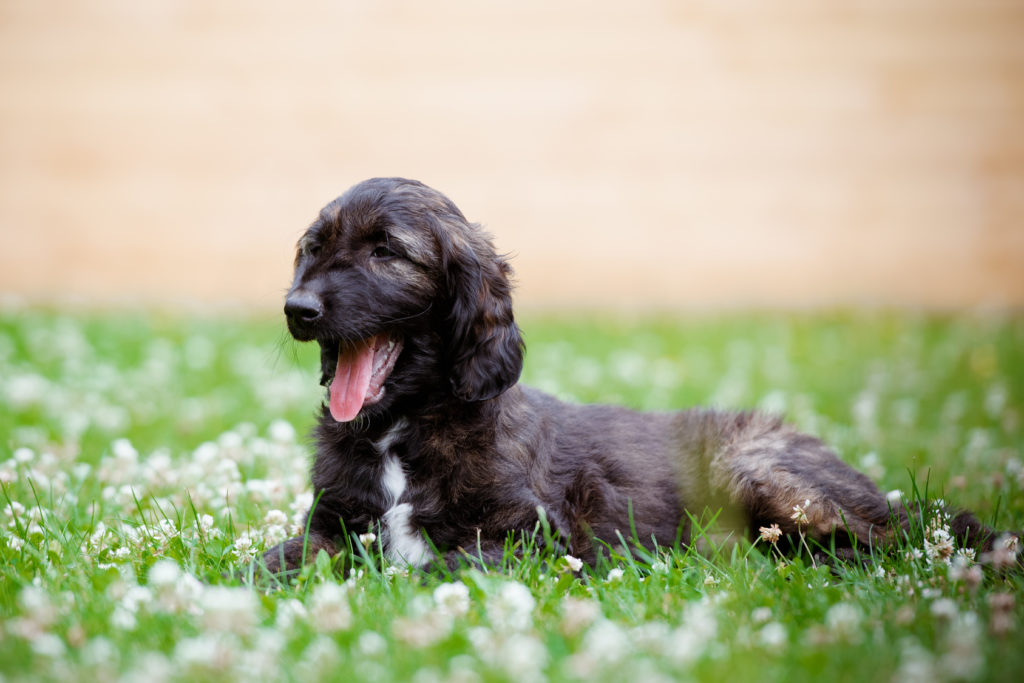 chiot lévrier dans l'herbe