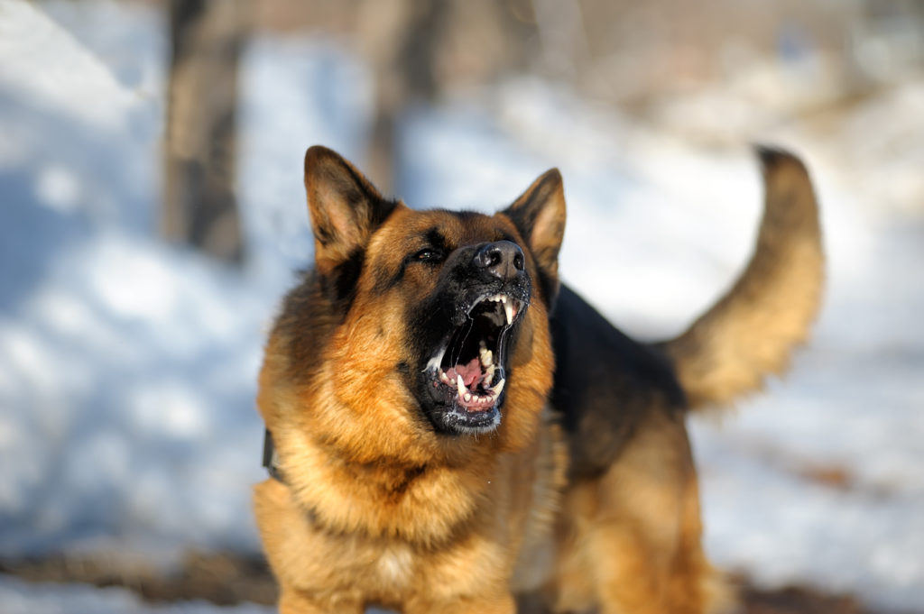 un chien montre de l'agressivité