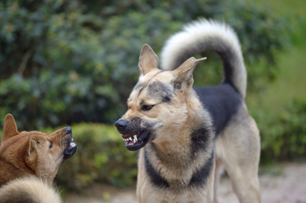 deux chiens font preuve d'agressivité