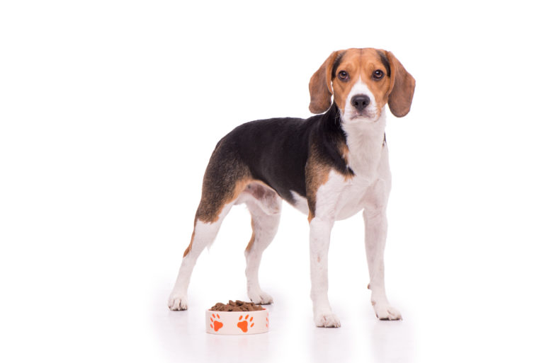 beagle et alimentation