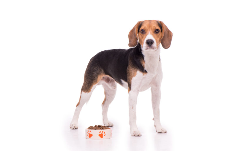 alimentation du beagle