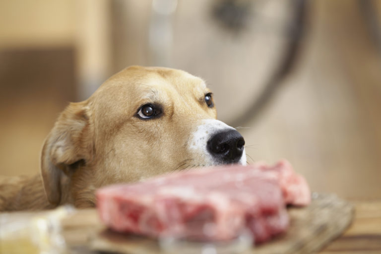 un chien et de la nourriture barf