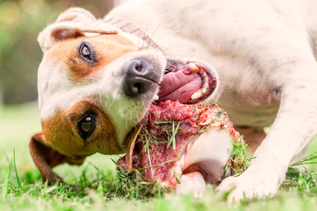 un chien mange de la viande crue